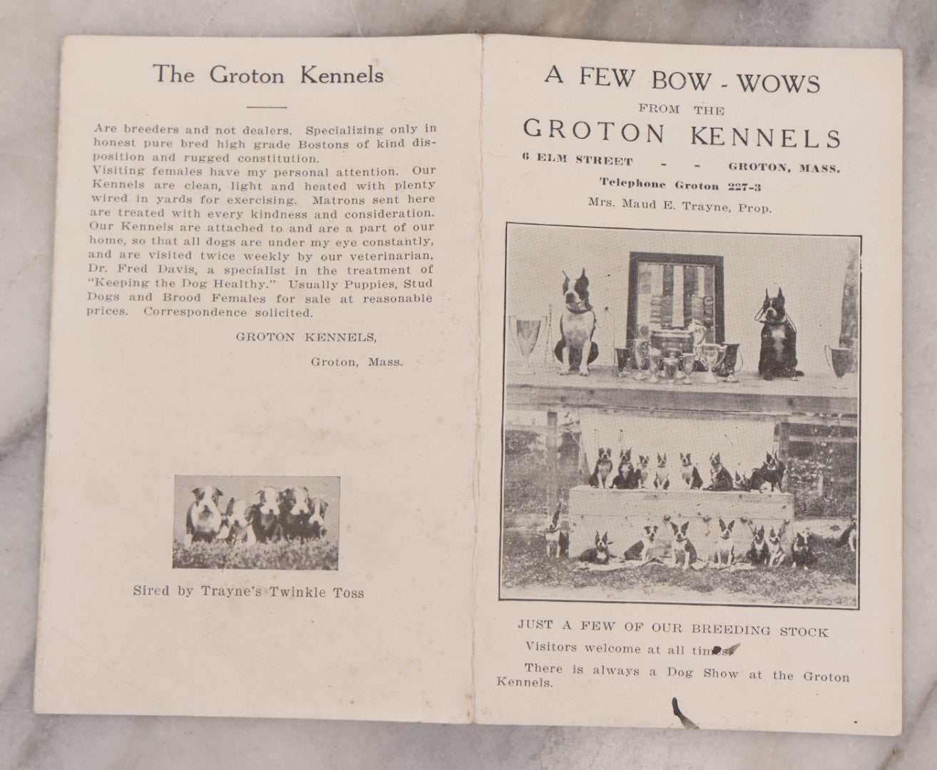 Lot 080 - Vintage Dog Breeder's Advertising Brochure, " A Few Bow-Wows From The Groton Kennels," Featuring Breeding Stock Boston Terrier Dogs, Fold Out Pamphlet, Mrs. Maud E. Trayne, Proprietress, Groton, Massachusetts