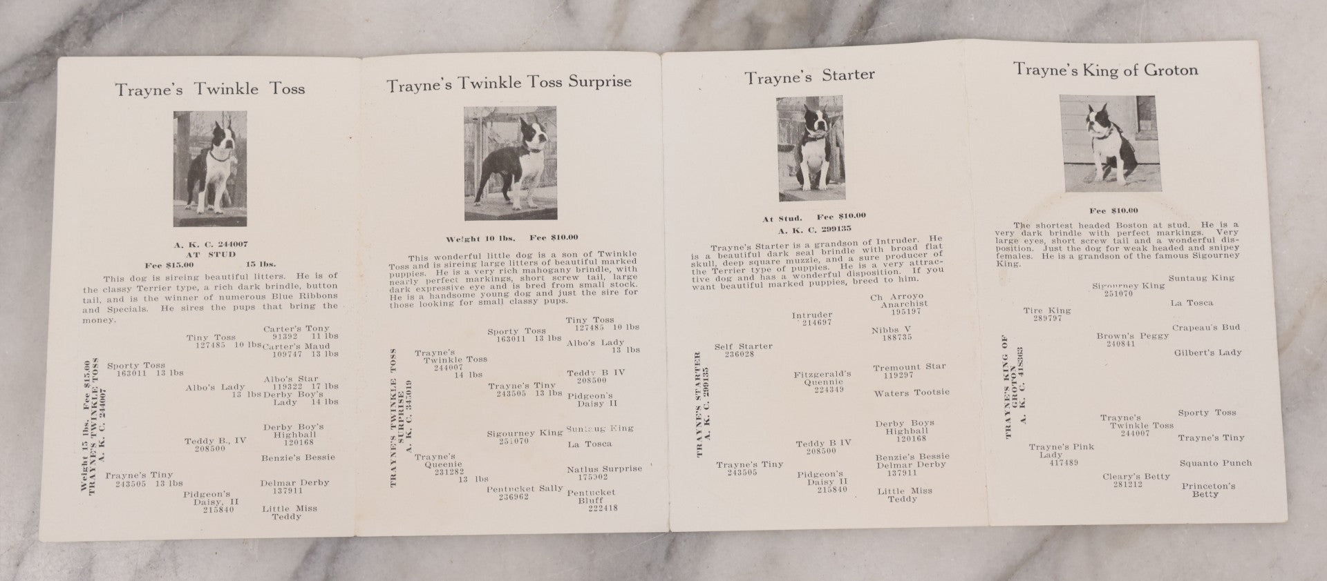 Lot 080 - Vintage Dog Breeder's Advertising Brochure, " A Few Bow-Wows From The Groton Kennels," Featuring Breeding Stock Boston Terrier Dogs, Fold Out Pamphlet, Mrs. Maud E. Trayne, Proprietress, Groton, Massachusetts