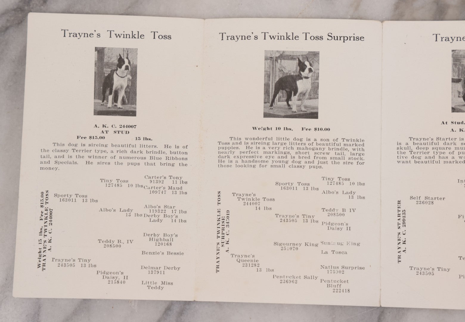 Lot 080 - Vintage Dog Breeder's Advertising Brochure, " A Few Bow-Wows From The Groton Kennels," Featuring Breeding Stock Boston Terrier Dogs, Fold Out Pamphlet, Mrs. Maud E. Trayne, Proprietress, Groton, Massachusetts