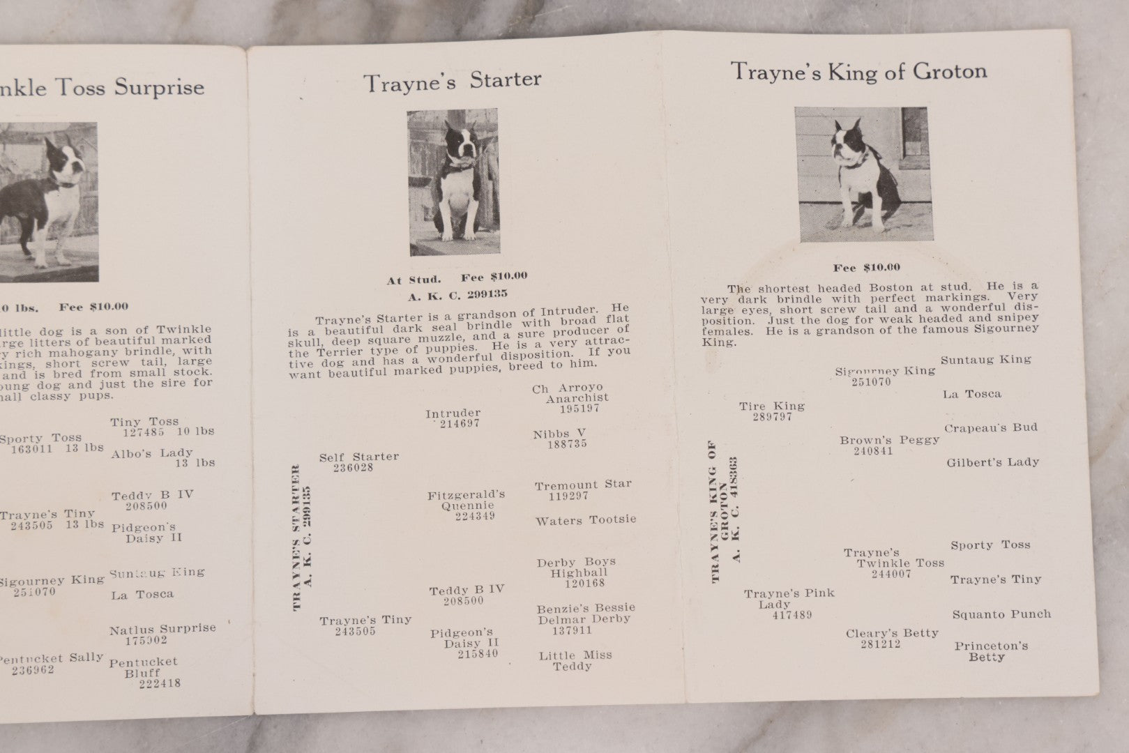 Lot 080 - Vintage Dog Breeder's Advertising Brochure, " A Few Bow-Wows From The Groton Kennels," Featuring Breeding Stock Boston Terrier Dogs, Fold Out Pamphlet, Mrs. Maud E. Trayne, Proprietress, Groton, Massachusetts