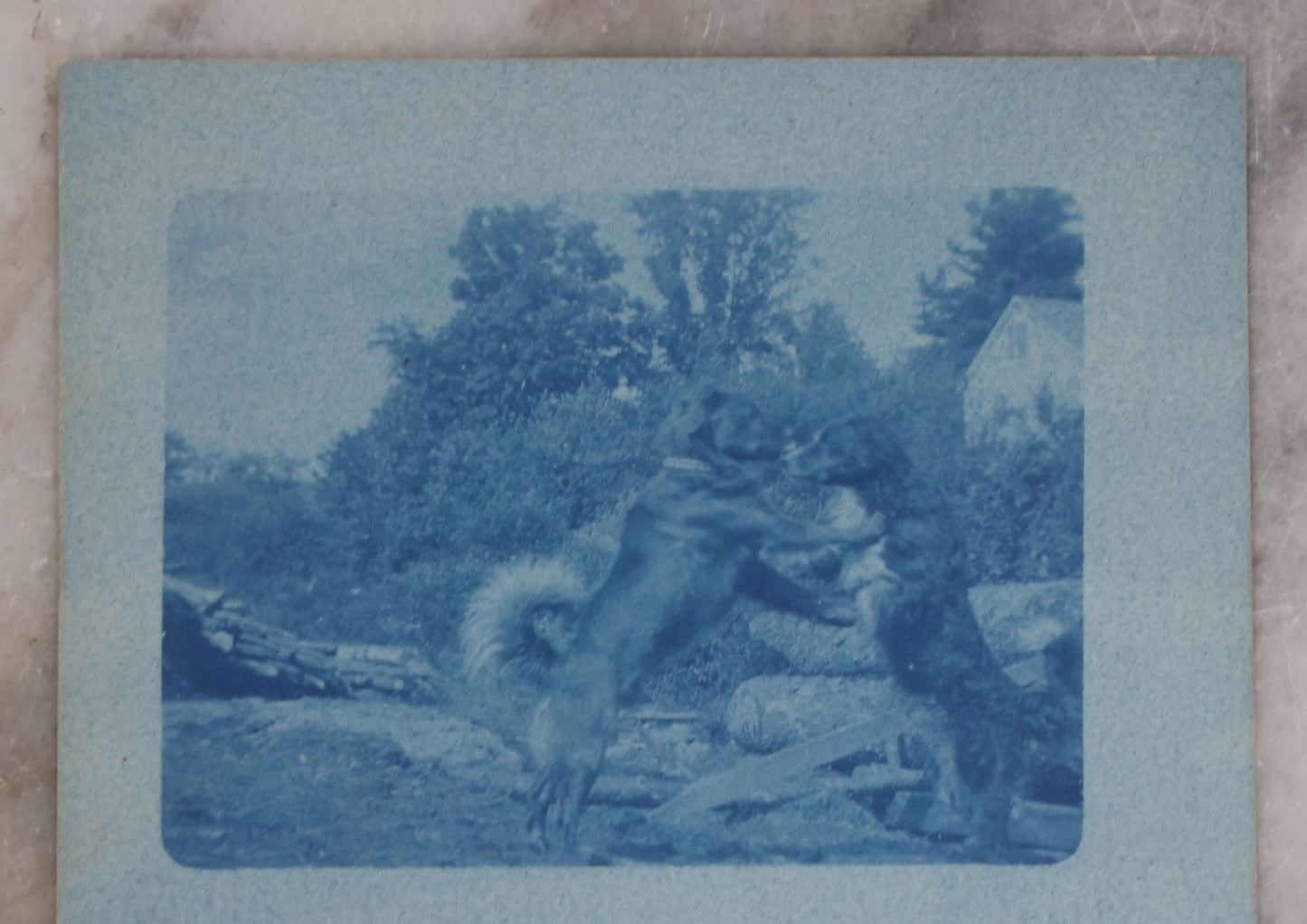 Lot 115 - Grouping Of Two Antique Dog Postcards, Cyanotype Real Photo Postcard R.P.P.C. Of Two Dogs Playing And Wrestling, And "First Lesson In Art" Illustration Of Young Girl Reading To Two Attentive Daschunds 