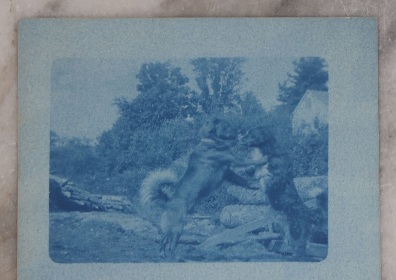 Lot 115 - Grouping Of Two Antique Dog Postcards, Cyanotype Real Photo Postcard R.P.P.C. Of Two Dogs Playing And Wrestling, And "First Lesson In Art" Illustration Of Young Girl Reading To Two Attentive Daschunds 