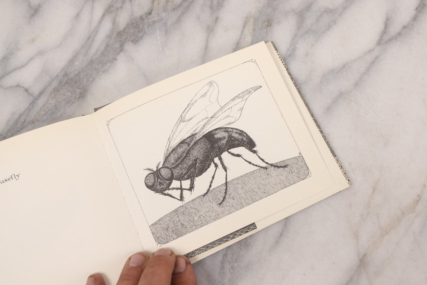 Lot 139 - Pair Of Modern Books Written And Illustrated By Edward Gorey, "Donald And The..." (2004 Reprint) Co-Authored By Peter F. Neumeyer And "The Epiplectic Bicycle" (1997 Reprint)