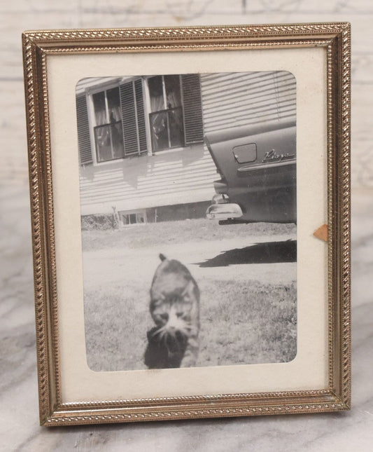 Lot 140 - Vintage Snapshot Photograph Of Curious Kitten In Driveway, With Car In Photo, In Vintage Metal Frame, Circa 1940s, 4-1/8" x 5-1/8"