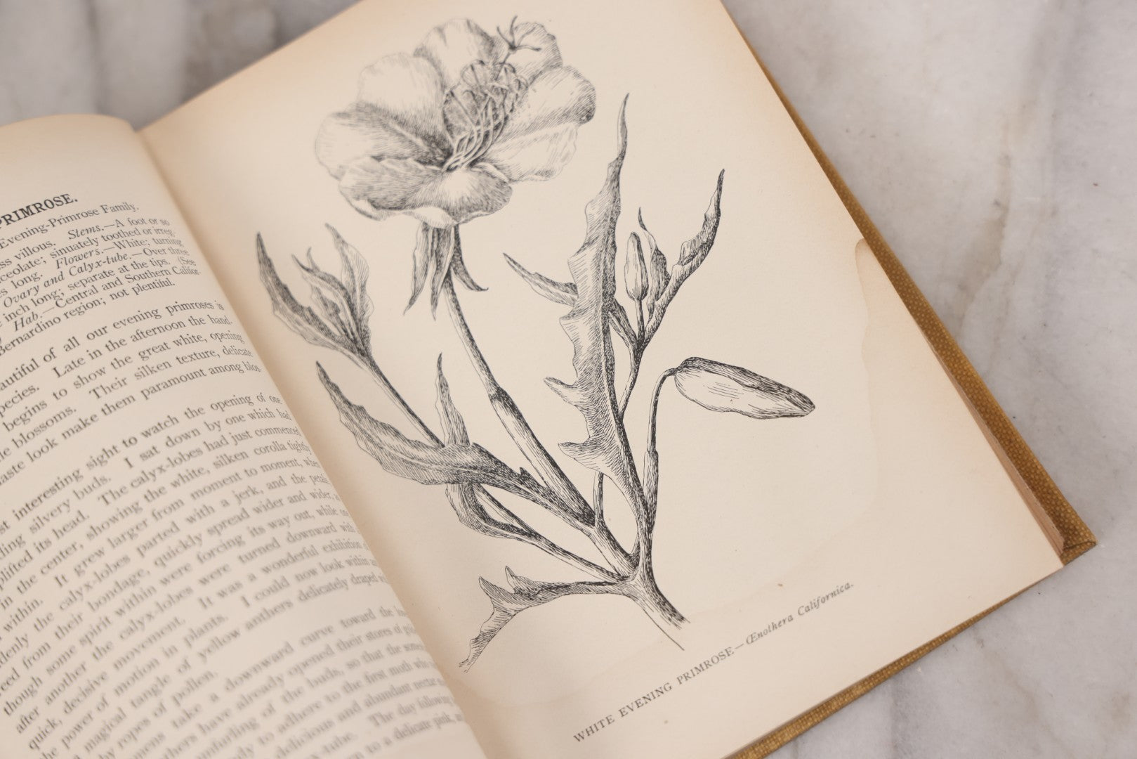 Lot 010 - "The Wild Flowers Of California" By Mary Elizabeth Parsons, Illustrated By Margaret Warriner Buck, Published By Payot, Upham & Company, San Francisco, 1900, With Orchid Art Nouveau Design On Cover, Note Water Damage