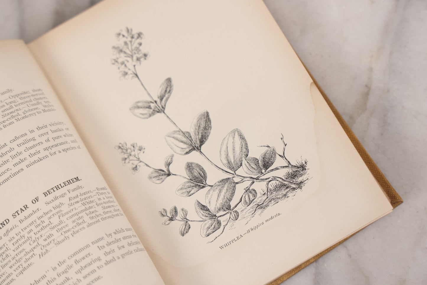 Lot 010 - "The Wild Flowers Of California" By Mary Elizabeth Parsons, Illustrated By Margaret Warriner Buck, Published By Payot, Upham & Company, San Francisco, 1900, With Orchid Art Nouveau Design On Cover, Note Water Damage