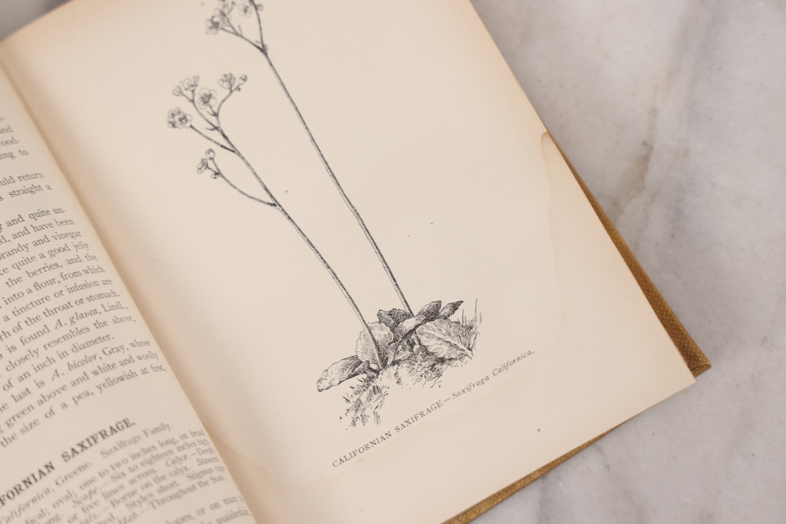 Lot 010 - "The Wild Flowers Of California" By Mary Elizabeth Parsons, Illustrated By Margaret Warriner Buck, Published By Payot, Upham & Company, San Francisco, 1900, With Orchid Art Nouveau Design On Cover, Note Water Damage