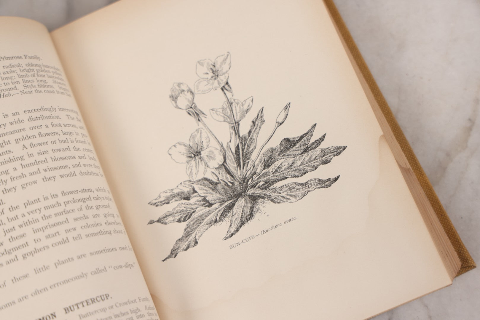 Lot 010 - "The Wild Flowers Of California" By Mary Elizabeth Parsons, Illustrated By Margaret Warriner Buck, Published By Payot, Upham & Company, San Francisco, 1900, With Orchid Art Nouveau Design On Cover, Note Water Damage