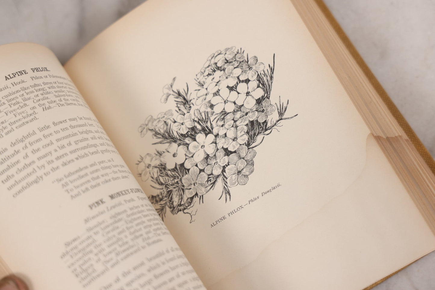 Lot 010 - "The Wild Flowers Of California" By Mary Elizabeth Parsons, Illustrated By Margaret Warriner Buck, Published By Payot, Upham & Company, San Francisco, 1900, With Orchid Art Nouveau Design On Cover, Note Water Damage