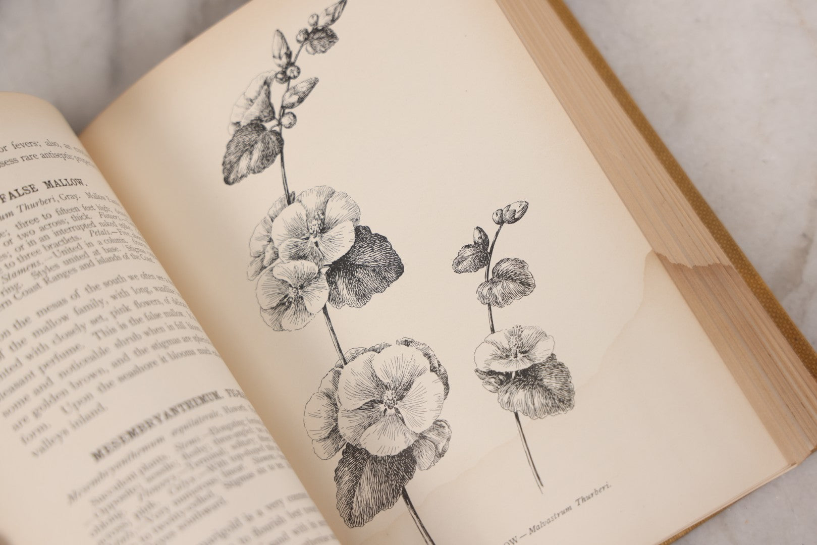 Lot 010 - "The Wild Flowers Of California" By Mary Elizabeth Parsons, Illustrated By Margaret Warriner Buck, Published By Payot, Upham & Company, San Francisco, 1900, With Orchid Art Nouveau Design On Cover, Note Water Damage