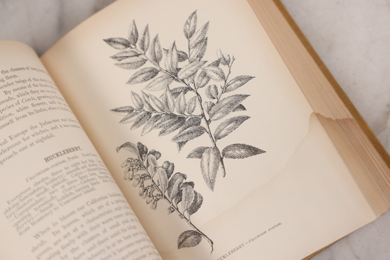 Lot 010 - "The Wild Flowers Of California" By Mary Elizabeth Parsons, Illustrated By Margaret Warriner Buck, Published By Payot, Upham & Company, San Francisco, 1900, With Orchid Art Nouveau Design On Cover, Note Water Damage