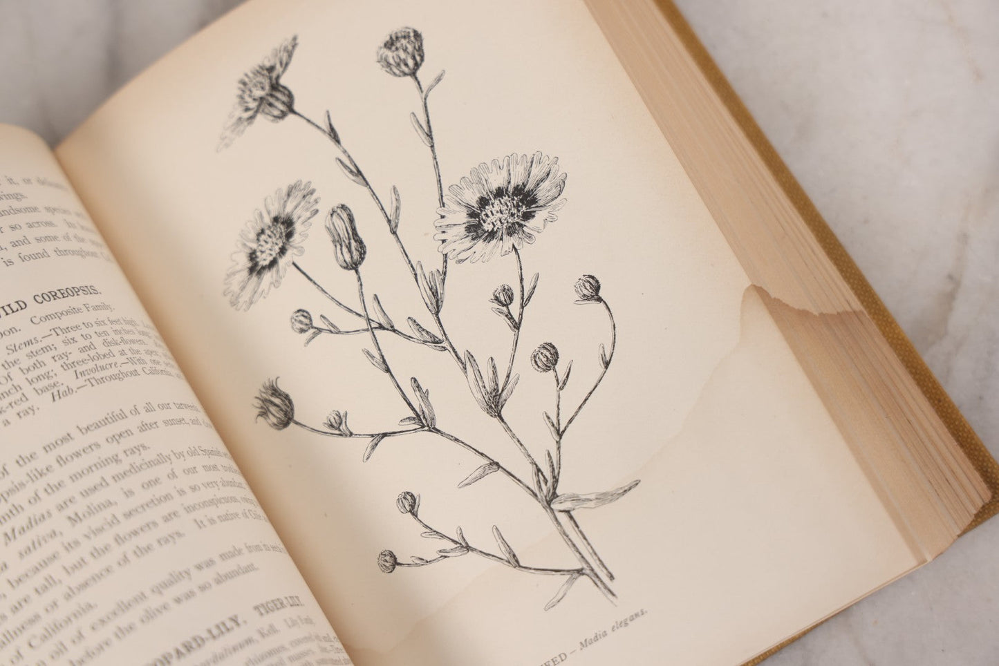 Lot 010 - "The Wild Flowers Of California" By Mary Elizabeth Parsons, Illustrated By Margaret Warriner Buck, Published By Payot, Upham & Company, San Francisco, 1900, With Orchid Art Nouveau Design On Cover, Note Water Damage