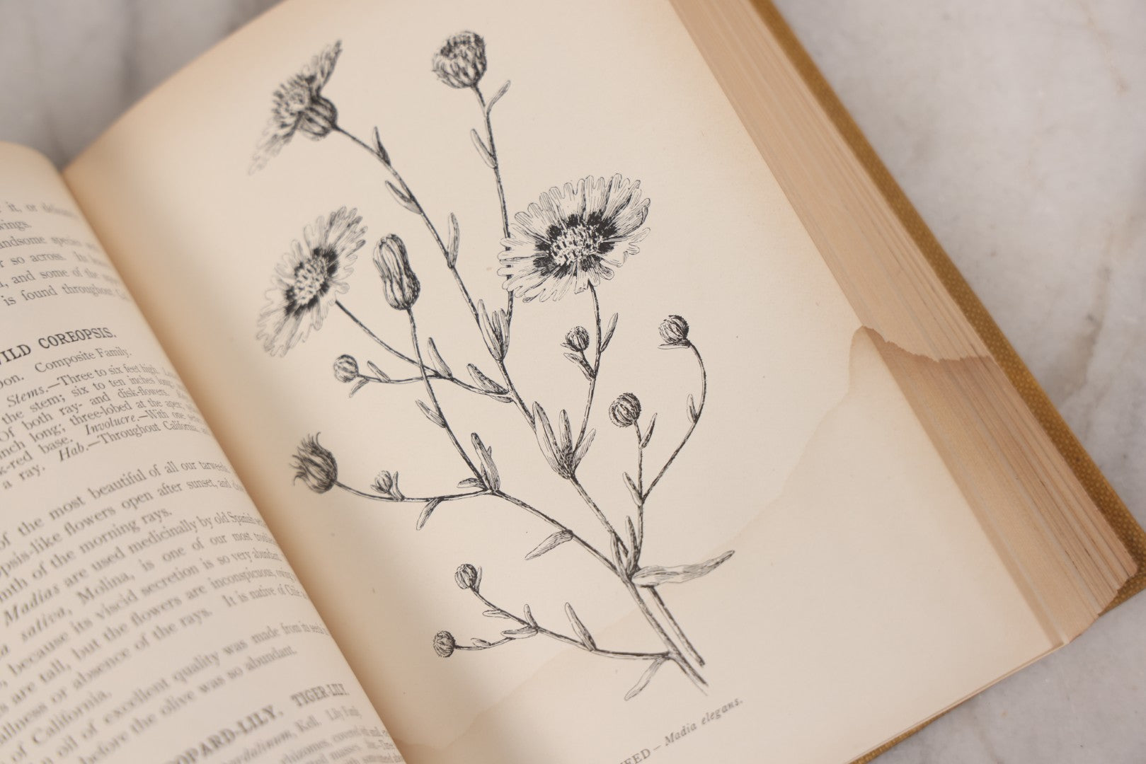 Lot 010 - "The Wild Flowers Of California" By Mary Elizabeth Parsons, Illustrated By Margaret Warriner Buck, Published By Payot, Upham & Company, San Francisco, 1900, With Orchid Art Nouveau Design On Cover, Note Water Damage