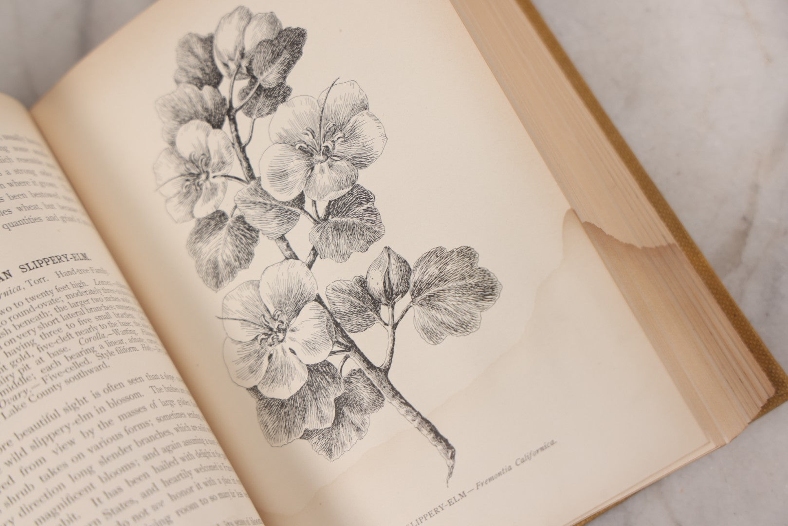 Lot 010 - "The Wild Flowers Of California" By Mary Elizabeth Parsons, Illustrated By Margaret Warriner Buck, Published By Payot, Upham & Company, San Francisco, 1900, With Orchid Art Nouveau Design On Cover, Note Water Damage