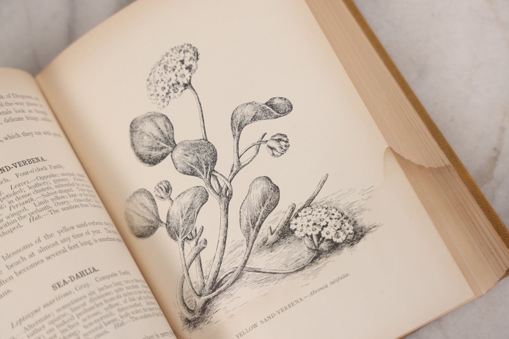 Lot 010 - "The Wild Flowers Of California" By Mary Elizabeth Parsons, Illustrated By Margaret Warriner Buck, Published By Payot, Upham & Company, San Francisco, 1900, With Orchid Art Nouveau Design On Cover, Note Water Damage