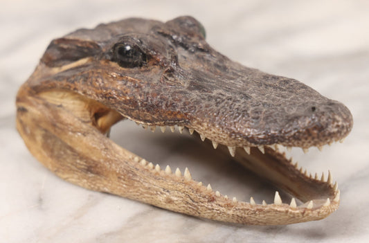 Lot 015 - Alligator Head Taxidermy With Green Glass Eyes, Juvenile Size