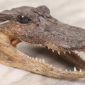 Lot 015 - Alligator Head Taxidermy With Green Glass Eyes, Juvenile Size