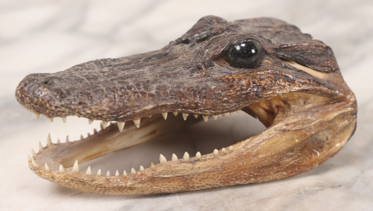 Lot 015 - Alligator Head Taxidermy With Green Glass Eyes, Juvenile Size