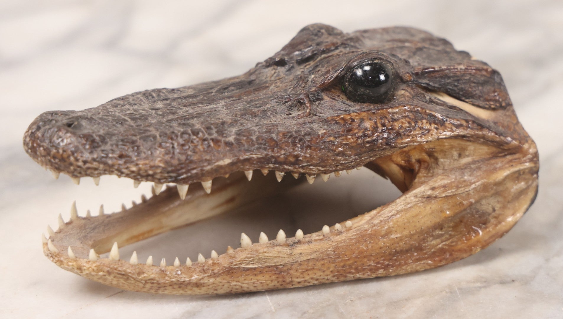 Lot 015 - Alligator Head Taxidermy With Green Glass Eyes, Juvenile Size
