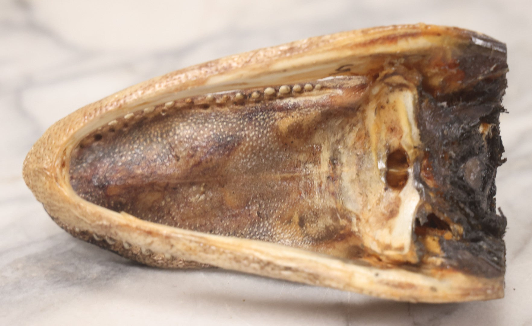 Lot 015 - Alligator Head Taxidermy With Green Glass Eyes, Juvenile Size