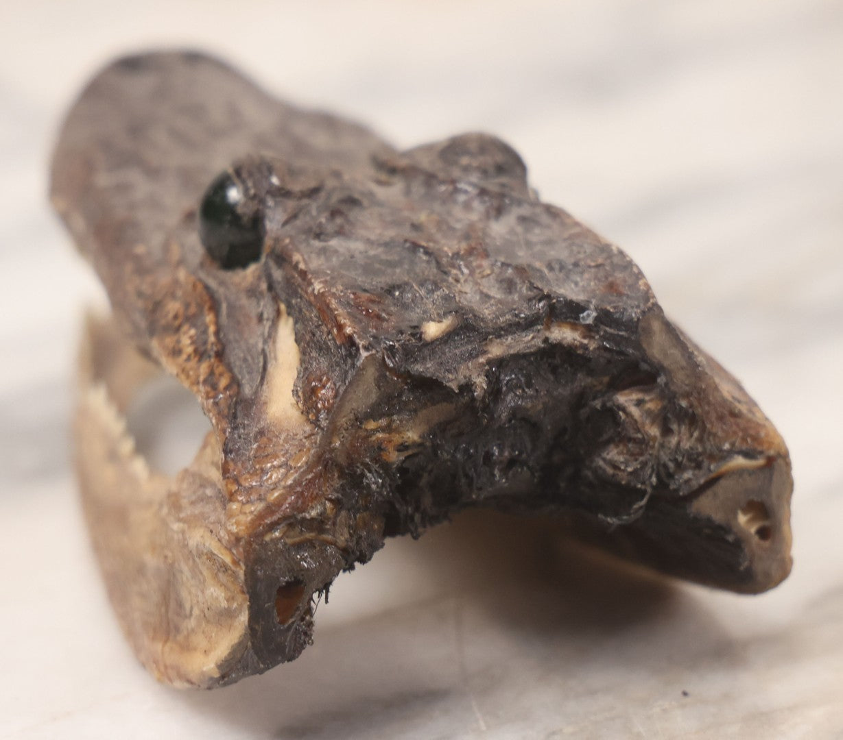 Lot 015 - Alligator Head Taxidermy With Green Glass Eyes, Juvenile Size