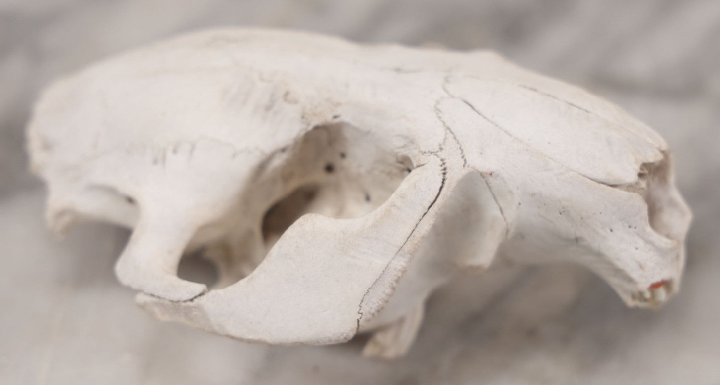Lot 016 - Skull Of A Small Mammal, Rodent Species