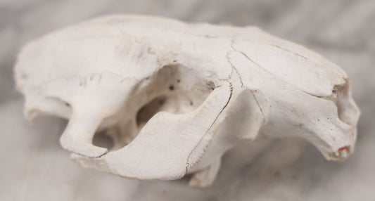 Lot 016 - Skull Of A Small Mammal, Rodent Species