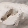Lot 016 - Skull Of A Small Mammal, Rodent Species