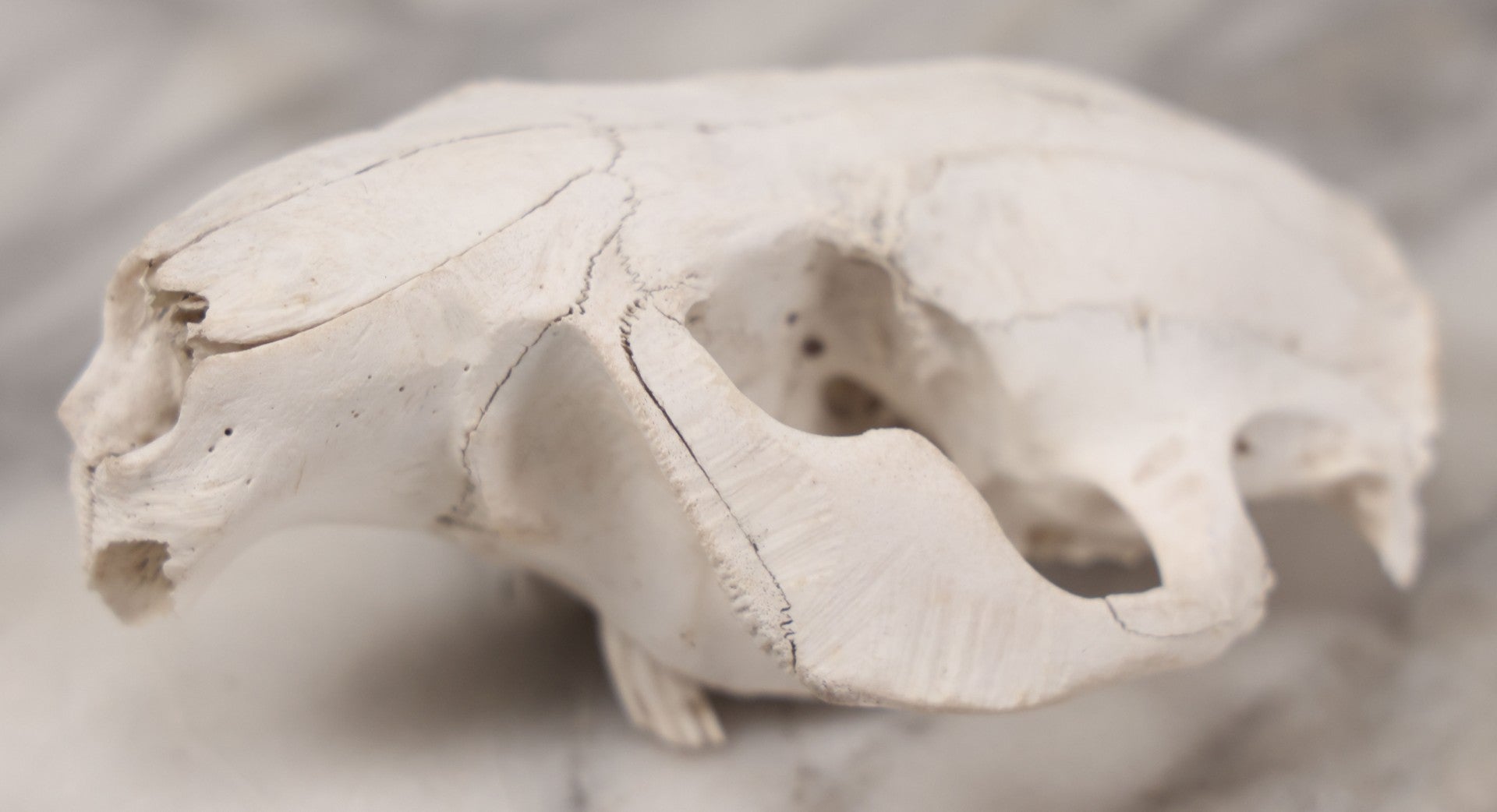 Lot 016 - Skull Of A Small Mammal, Rodent Species