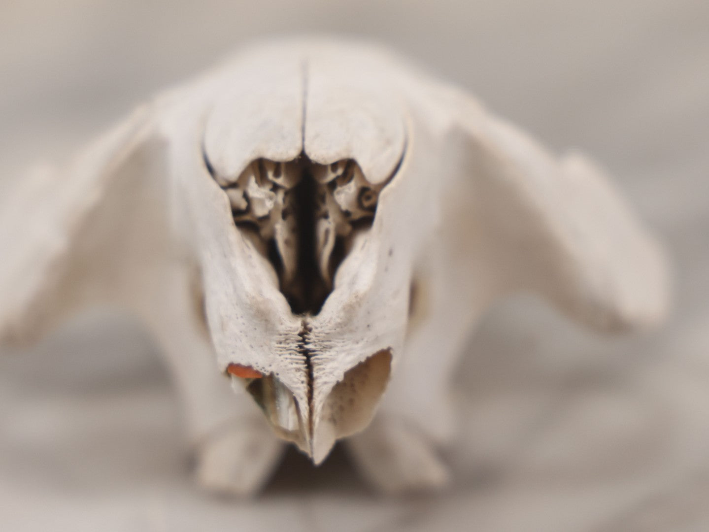 Lot 016 - Skull Of A Small Mammal, Rodent Species