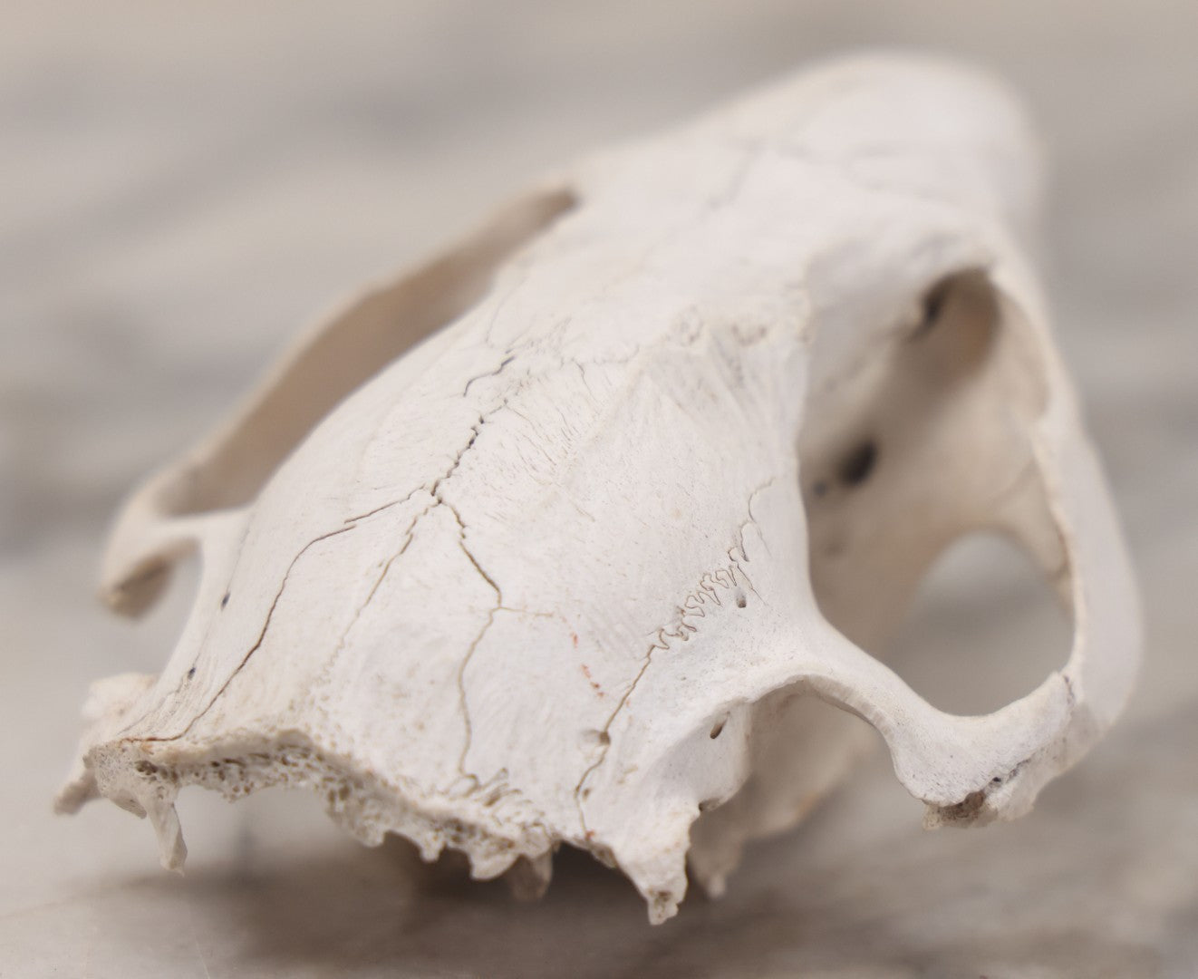 Lot 016 - Skull Of A Small Mammal, Rodent Species