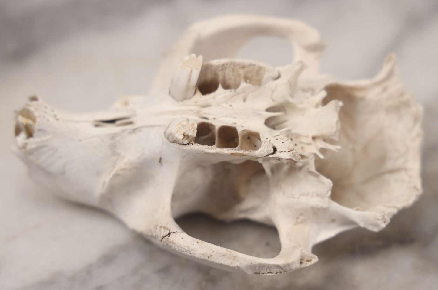 Lot 016 - Skull Of A Small Mammal, Rodent Species
