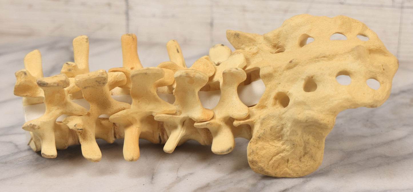 Lot 018 - Modern Plastic Anatomical Model Of Vertebral Column Section, Medical Educational Model