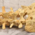 Lot 018 - Modern Plastic Anatomical Model Of Vertebral Column Section, Medical Educational Model