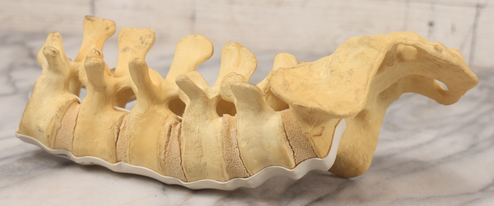 Lot 018 - Modern Plastic Anatomical Model Of Vertebral Column Section, Medical Educational Model