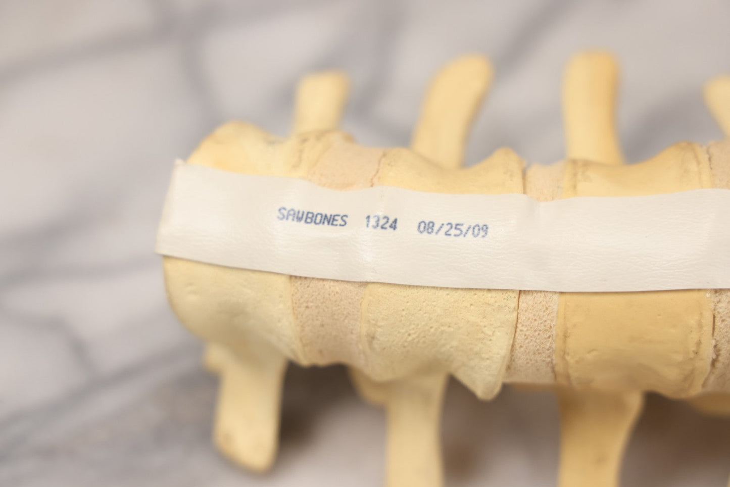 Lot 018 - Modern Plastic Anatomical Model Of Vertebral Column Section, Medical Educational Model