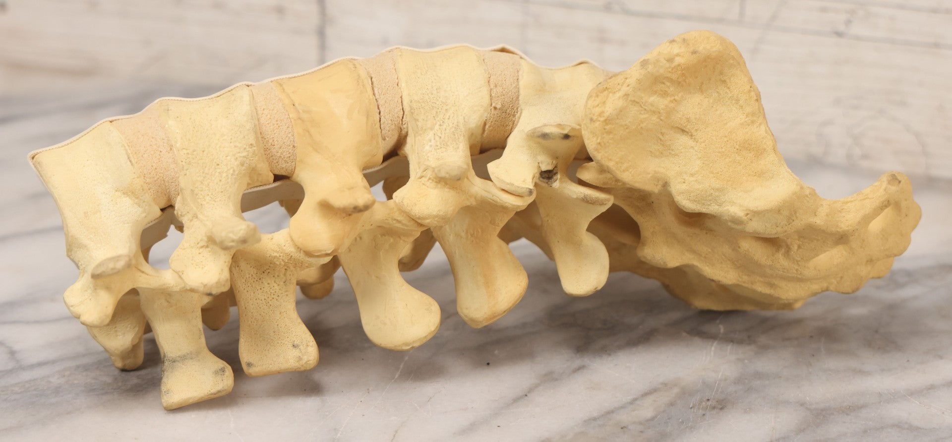 Lot 018 - Modern Plastic Anatomical Model Of Vertebral Column Section, Medical Educational Model