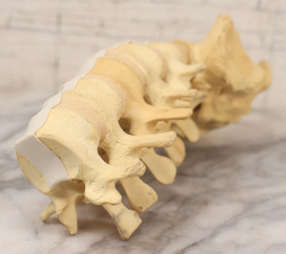 Lot 018 - Modern Plastic Anatomical Model Of Vertebral Column Section, Medical Educational Model