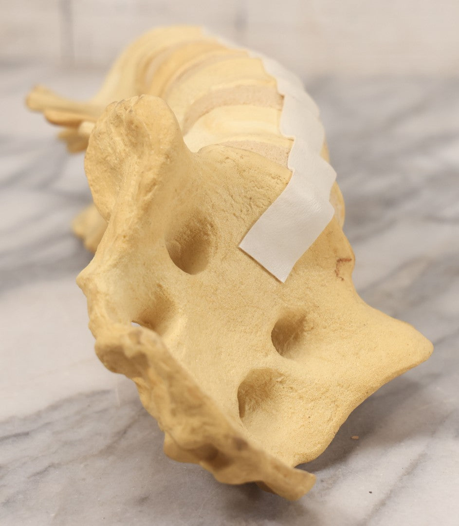 Lot 018 - Modern Plastic Anatomical Model Of Vertebral Column Section, Medical Educational Model