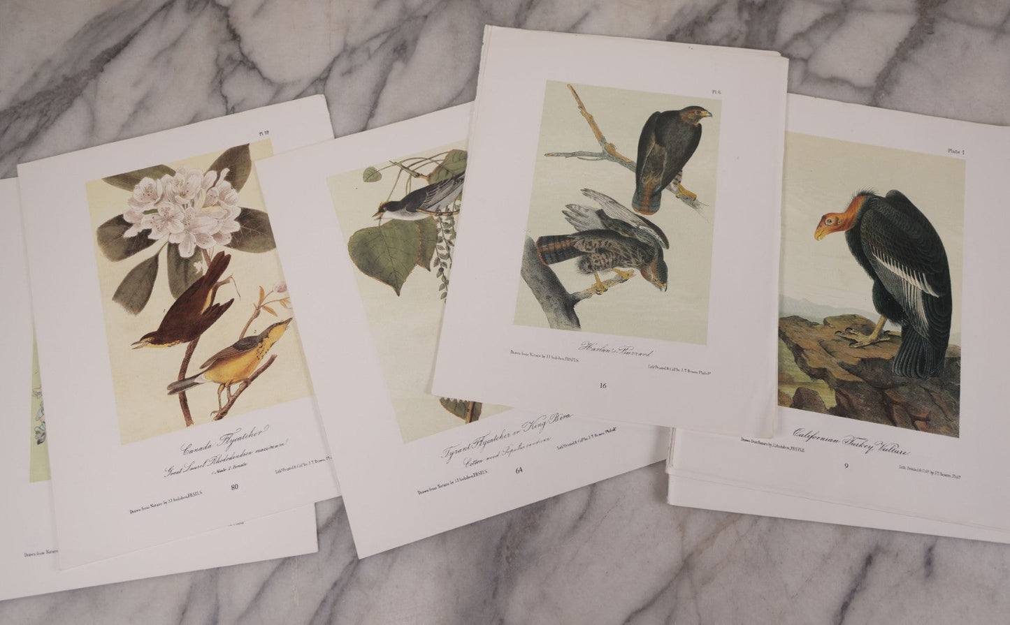 Lot 130 - Grouping Of Modern Loose And Partially Bound Double-Sided Book Plate Prints Of Various Bird Species, Drawn From Nature By J.J. Audubon, Reproduced From Original Lithographs By J.T. Brown