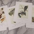 Lot 130 - Grouping Of Modern Loose And Partially Bound Double-Sided Book Plate Prints Of Various Bird Species, Drawn From Nature By J.J. Audubon, Reproduced From Original Lithographs By J.T. Brown