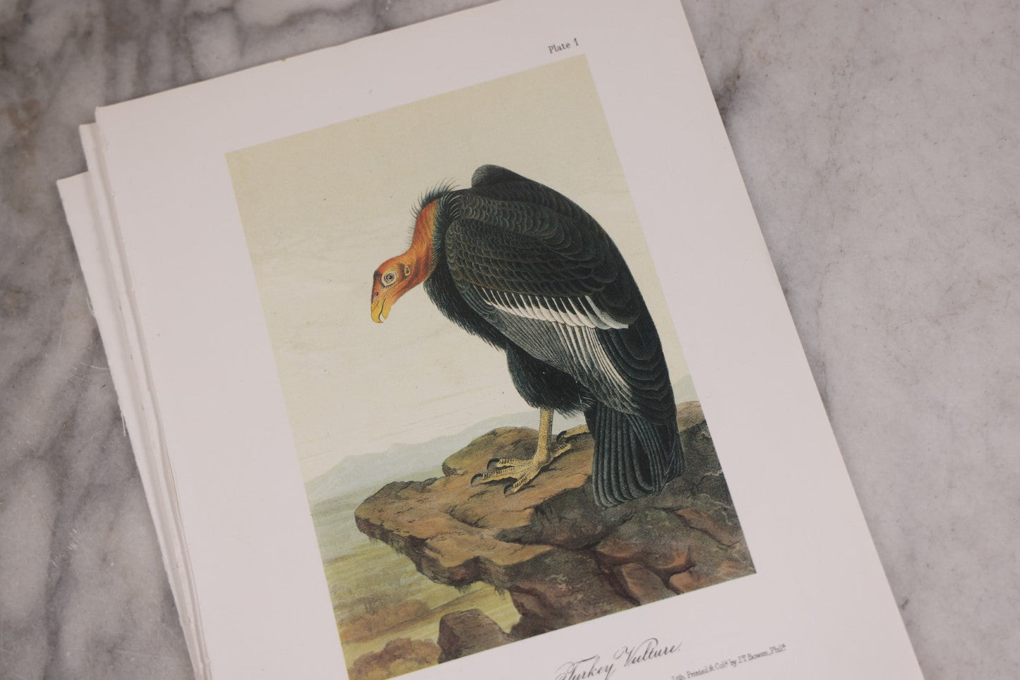 Lot 130 - Grouping Of Modern Loose And Partially Bound Double-Sided Book Plate Prints Of Various Bird Species, Drawn From Nature By J.J. Audubon, Reproduced From Original Lithographs By J.T. Brown