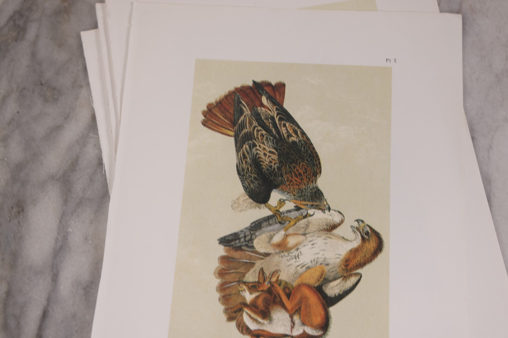 Lot 130 - Grouping Of Modern Loose And Partially Bound Double-Sided Book Plate Prints Of Various Bird Species, Drawn From Nature By J.J. Audubon, Reproduced From Original Lithographs By J.T. Brown