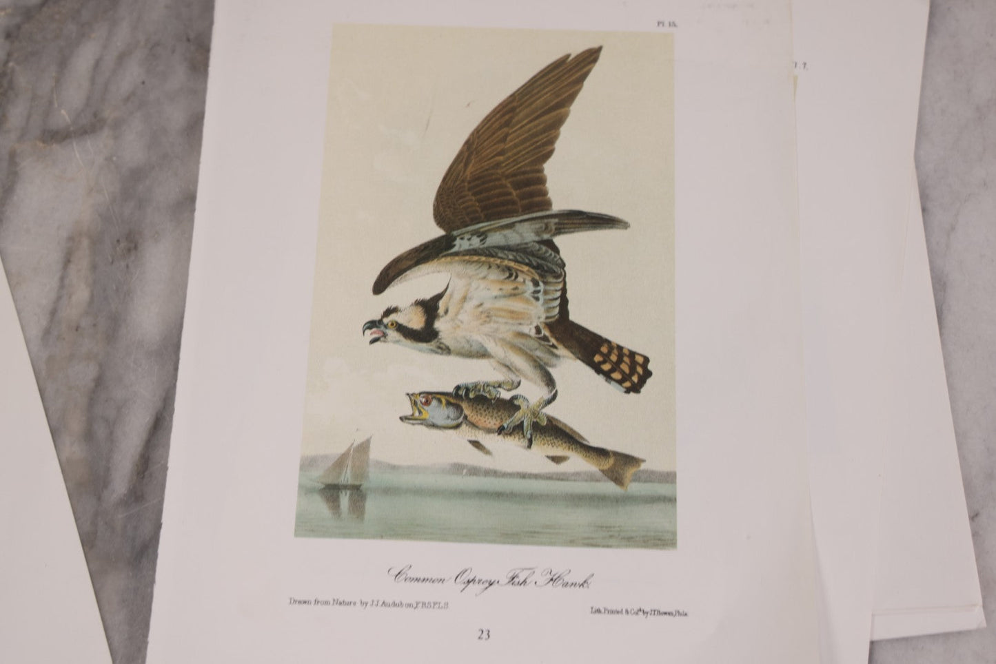 Lot 130 - Grouping Of Modern Loose And Partially Bound Double-Sided Book Plate Prints Of Various Bird Species, Drawn From Nature By J.J. Audubon, Reproduced From Original Lithographs By J.T. Brown