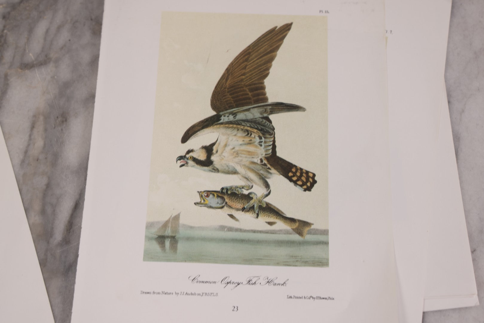 Lot 130 - Grouping Of Modern Loose And Partially Bound Double-Sided Book Plate Prints Of Various Bird Species, Drawn From Nature By J.J. Audubon, Reproduced From Original Lithographs By J.T. Brown