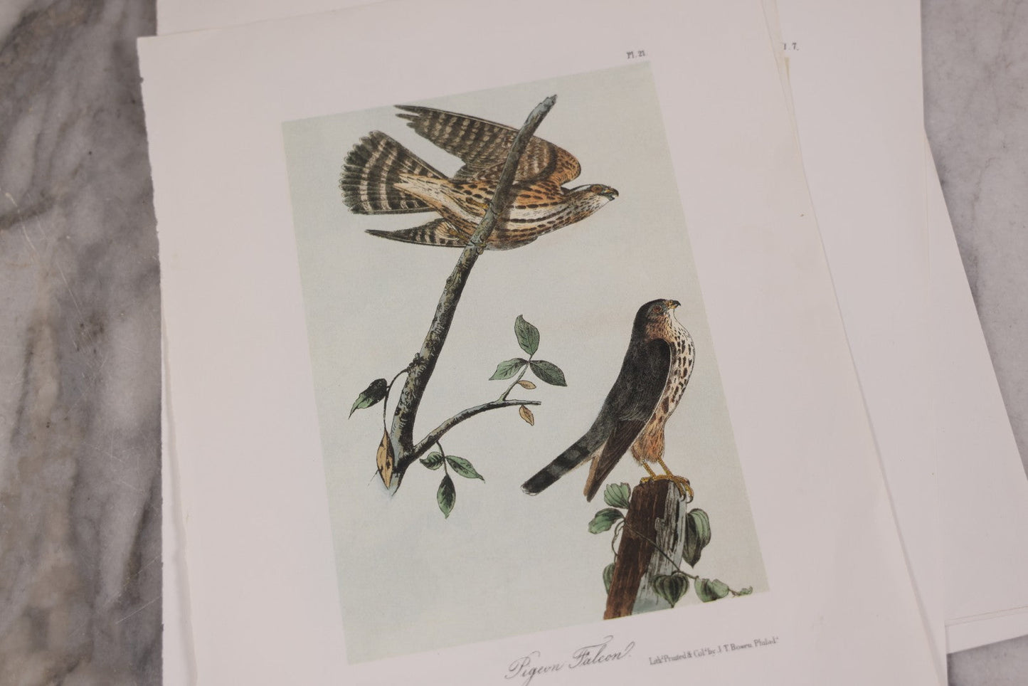 Lot 130 - Grouping Of Modern Loose And Partially Bound Double-Sided Book Plate Prints Of Various Bird Species, Drawn From Nature By J.J. Audubon, Reproduced From Original Lithographs By J.T. Brown