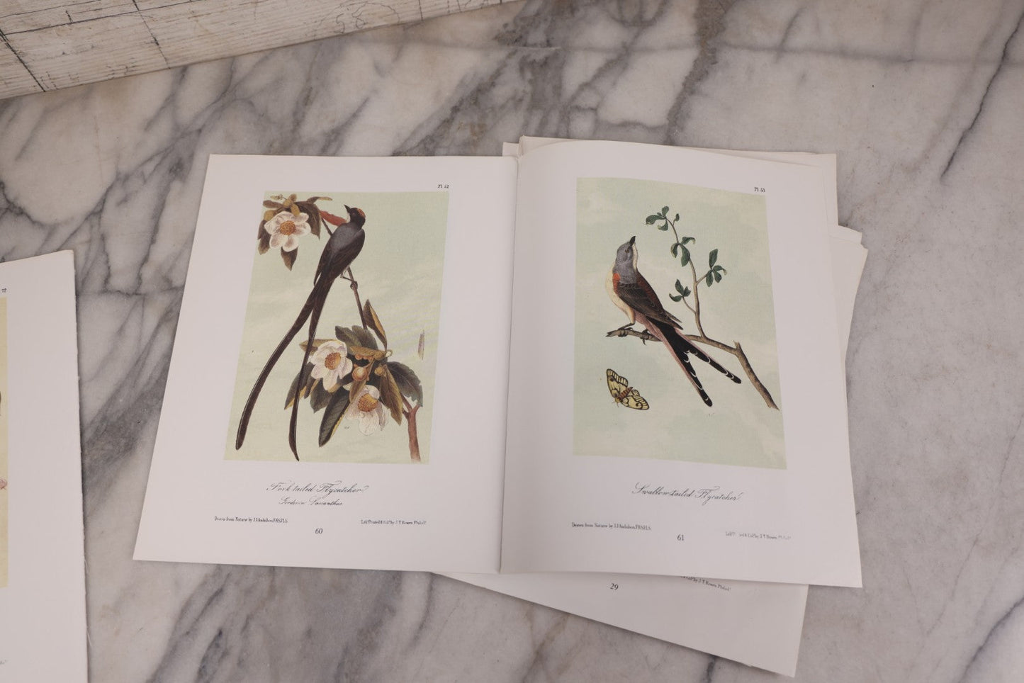 Lot 130 - Grouping Of Modern Loose And Partially Bound Double-Sided Book Plate Prints Of Various Bird Species, Drawn From Nature By J.J. Audubon, Reproduced From Original Lithographs By J.T. Brown