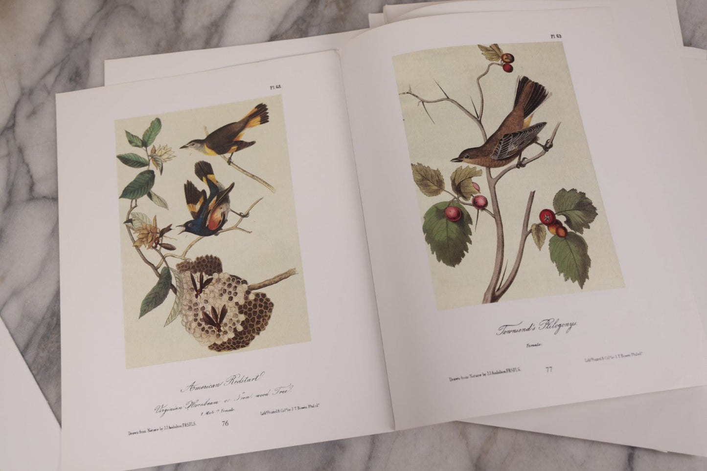 Lot 130 - Grouping Of Modern Loose And Partially Bound Double-Sided Book Plate Prints Of Various Bird Species, Drawn From Nature By J.J. Audubon, Reproduced From Original Lithographs By J.T. Brown