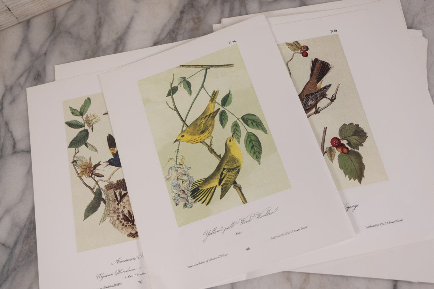 Lot 130 - Grouping Of Modern Loose And Partially Bound Double-Sided Book Plate Prints Of Various Bird Species, Drawn From Nature By J.J. Audubon, Reproduced From Original Lithographs By J.T. Brown