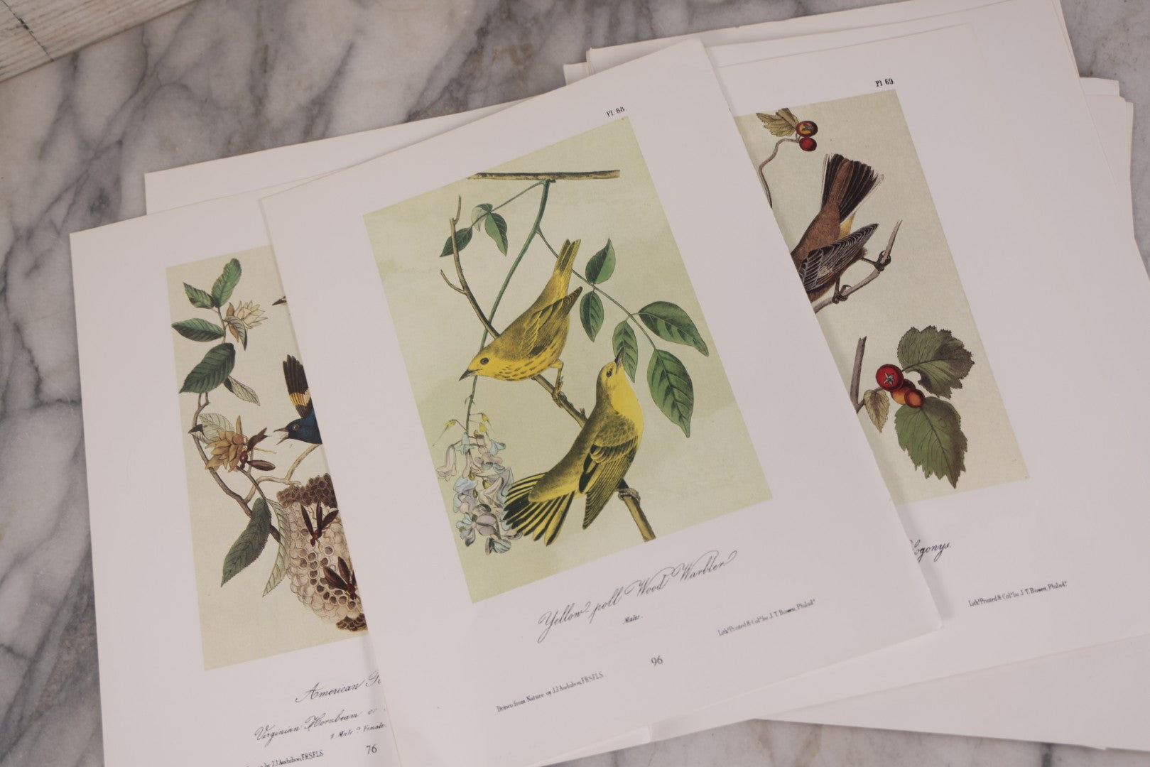 Lot 130 - Grouping Of Modern Loose And Partially Bound Double-Sided Book Plate Prints Of Various Bird Species, Drawn From Nature By J.J. Audubon, Reproduced From Original Lithographs By J.T. Brown